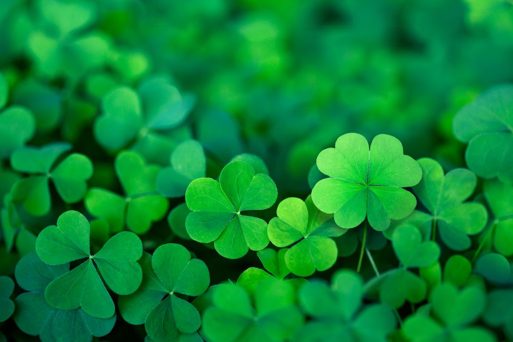 Irish Four Leaf Clover in the Field